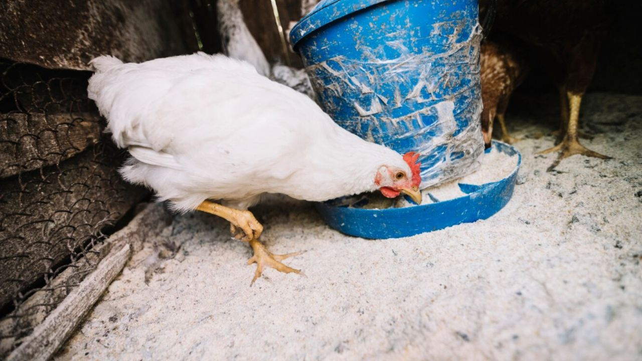 puri bird flu