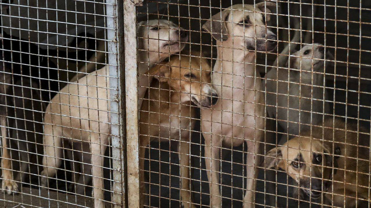 stray dogs