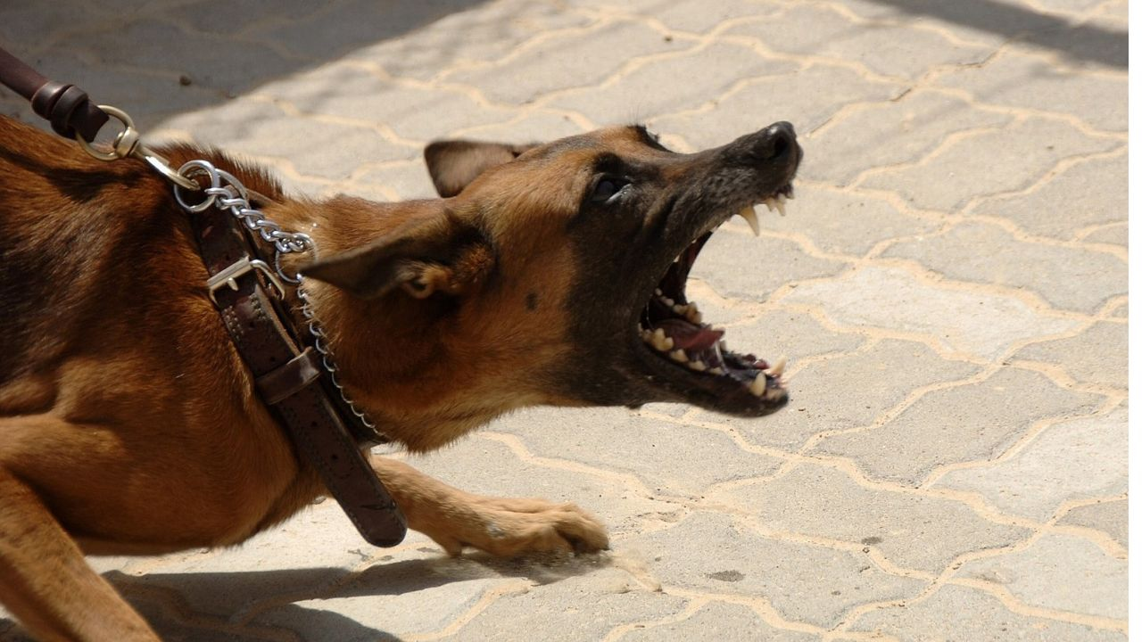stray dog