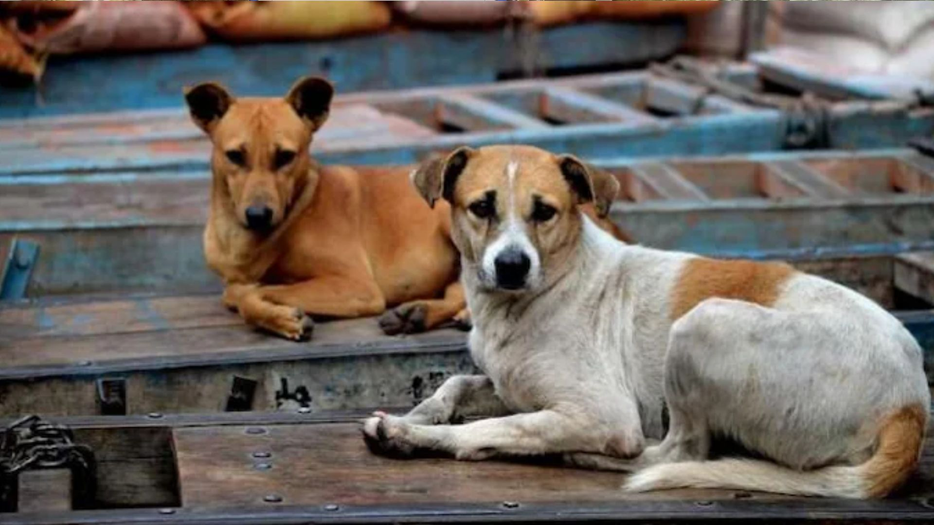 Dogs