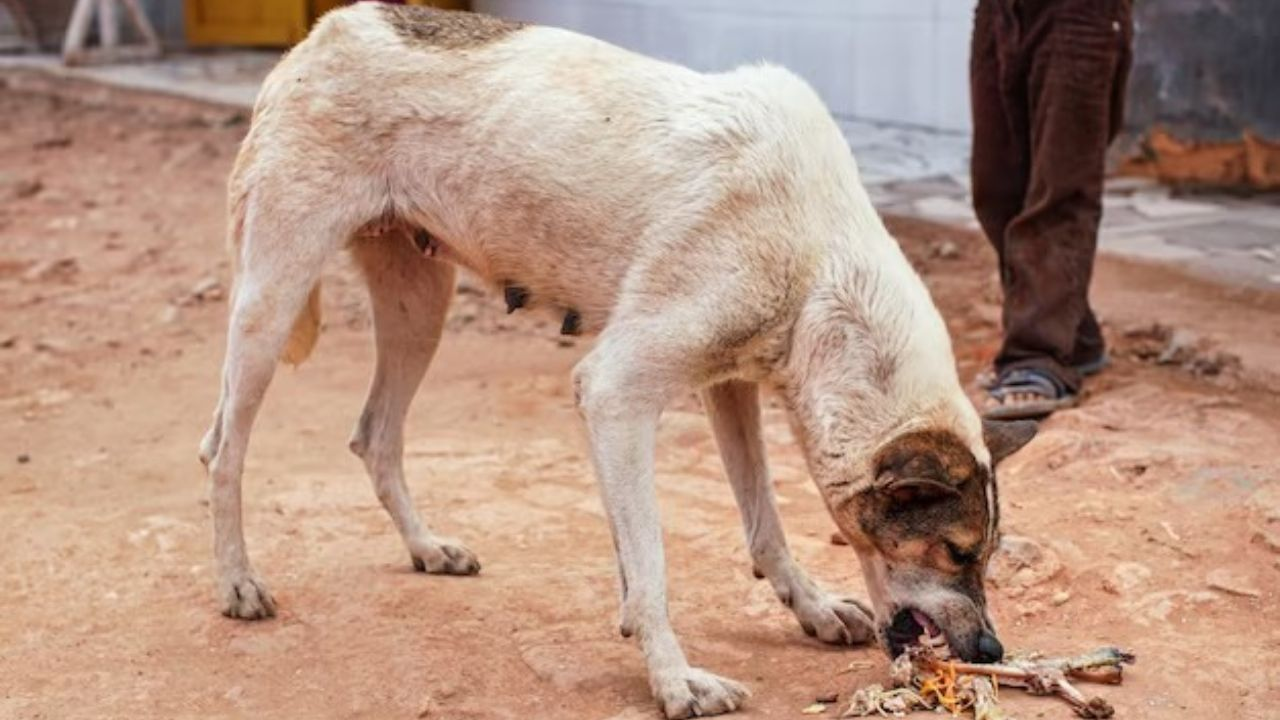 stray dog