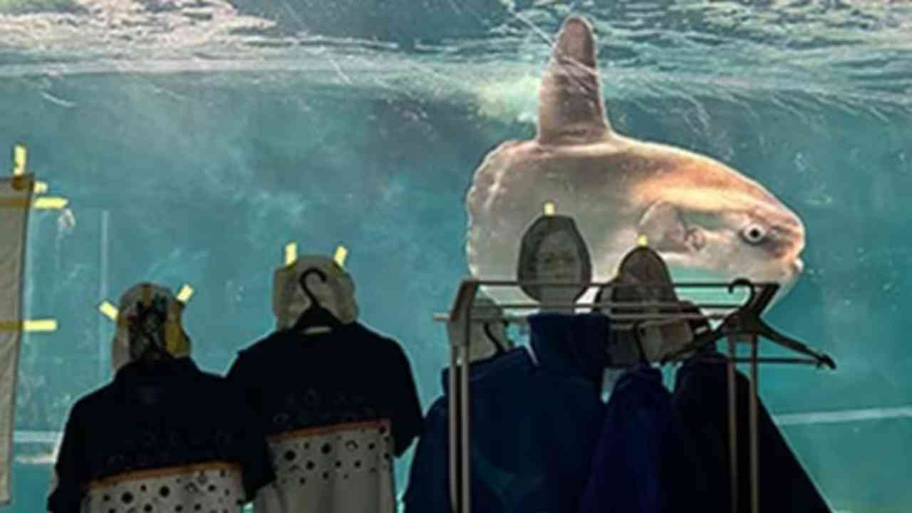 Kaikyokan Aquarium japan sunfish hunger strike 