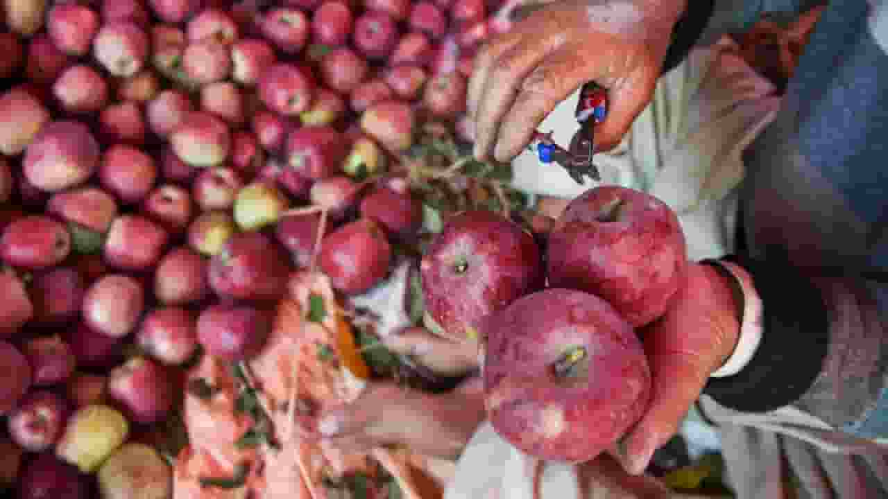 turkey apple 