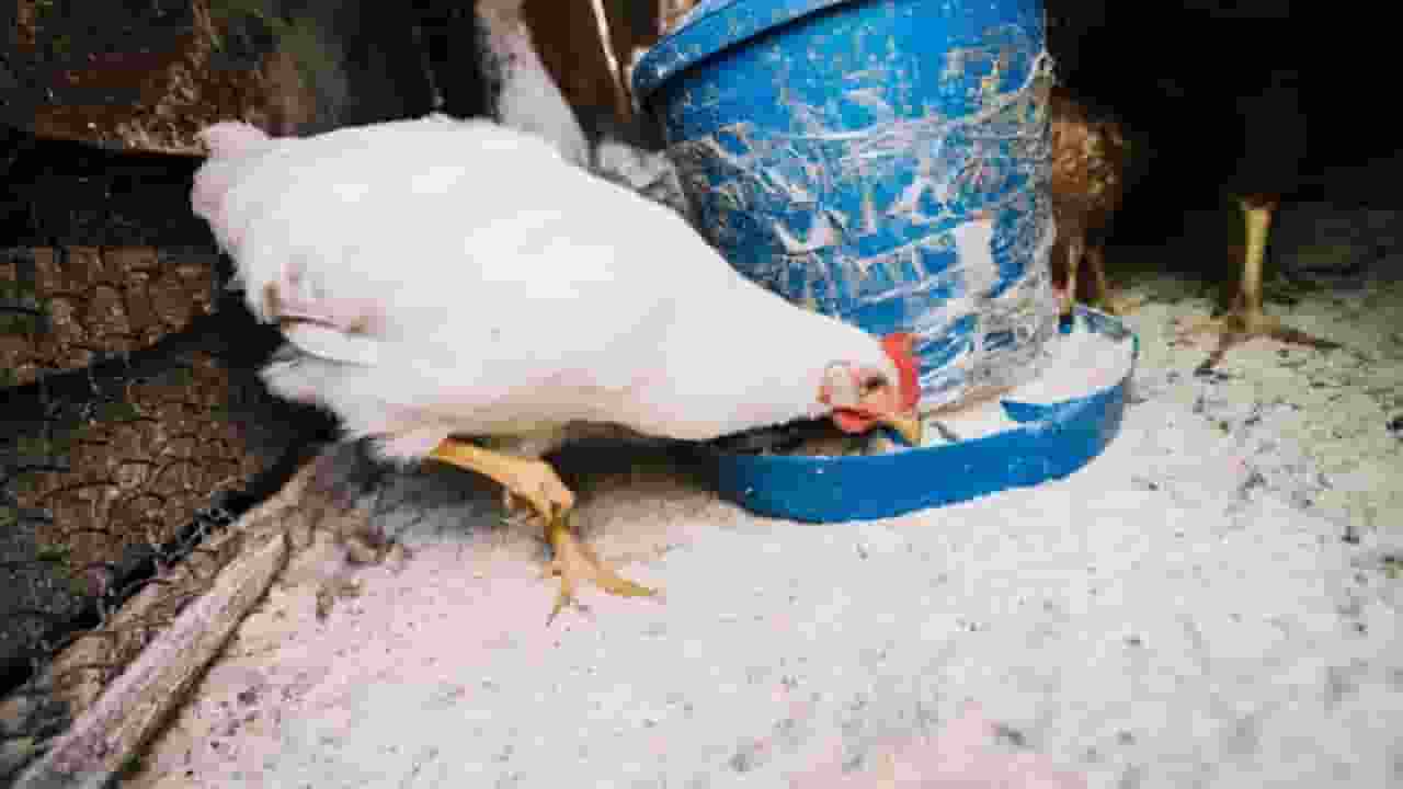 puri bird flu