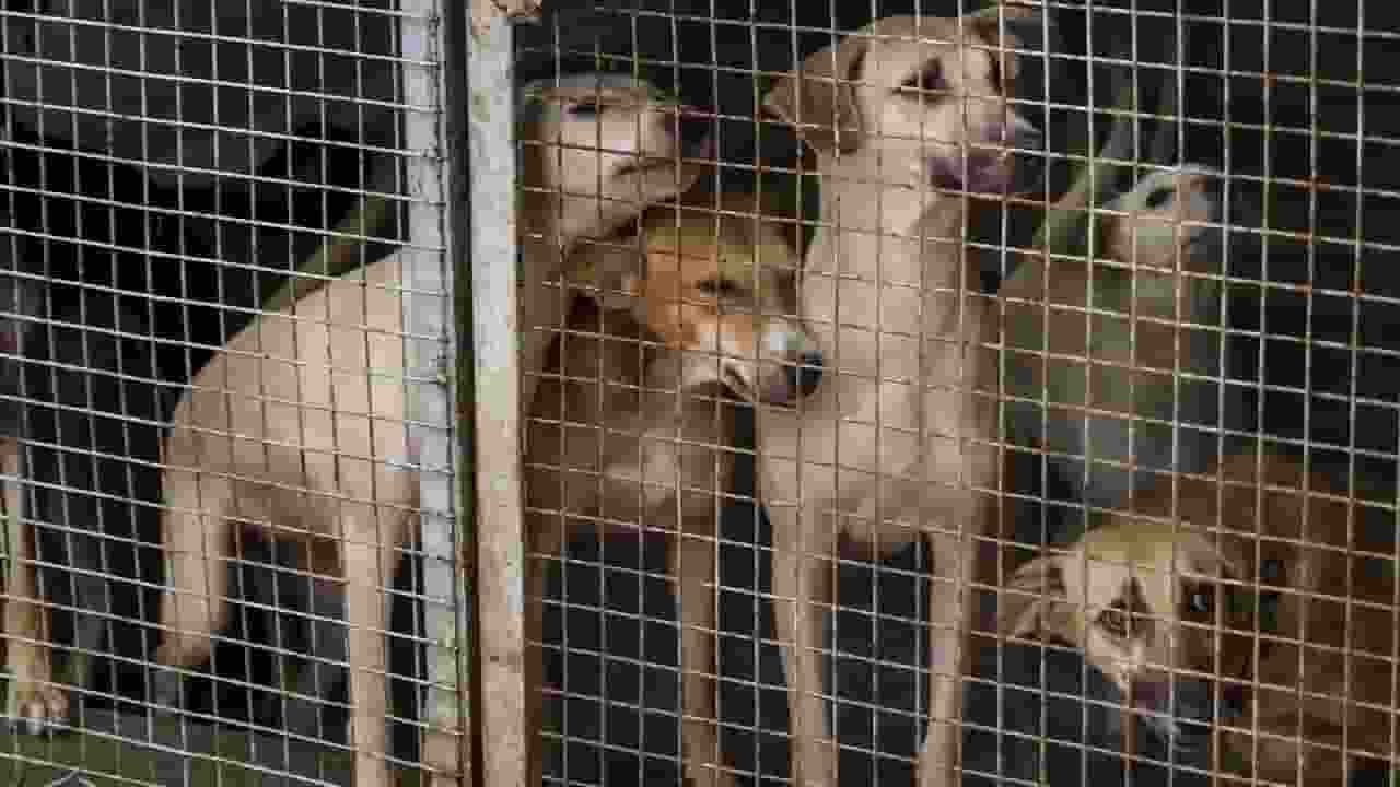stray dogs