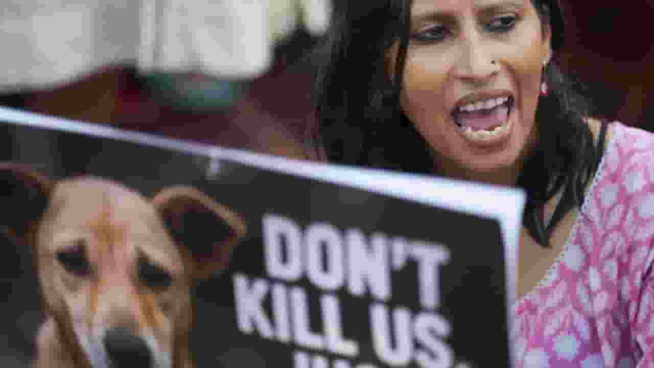 Animal Protest