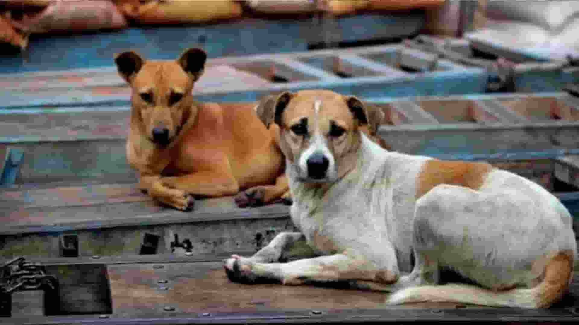 Dogs