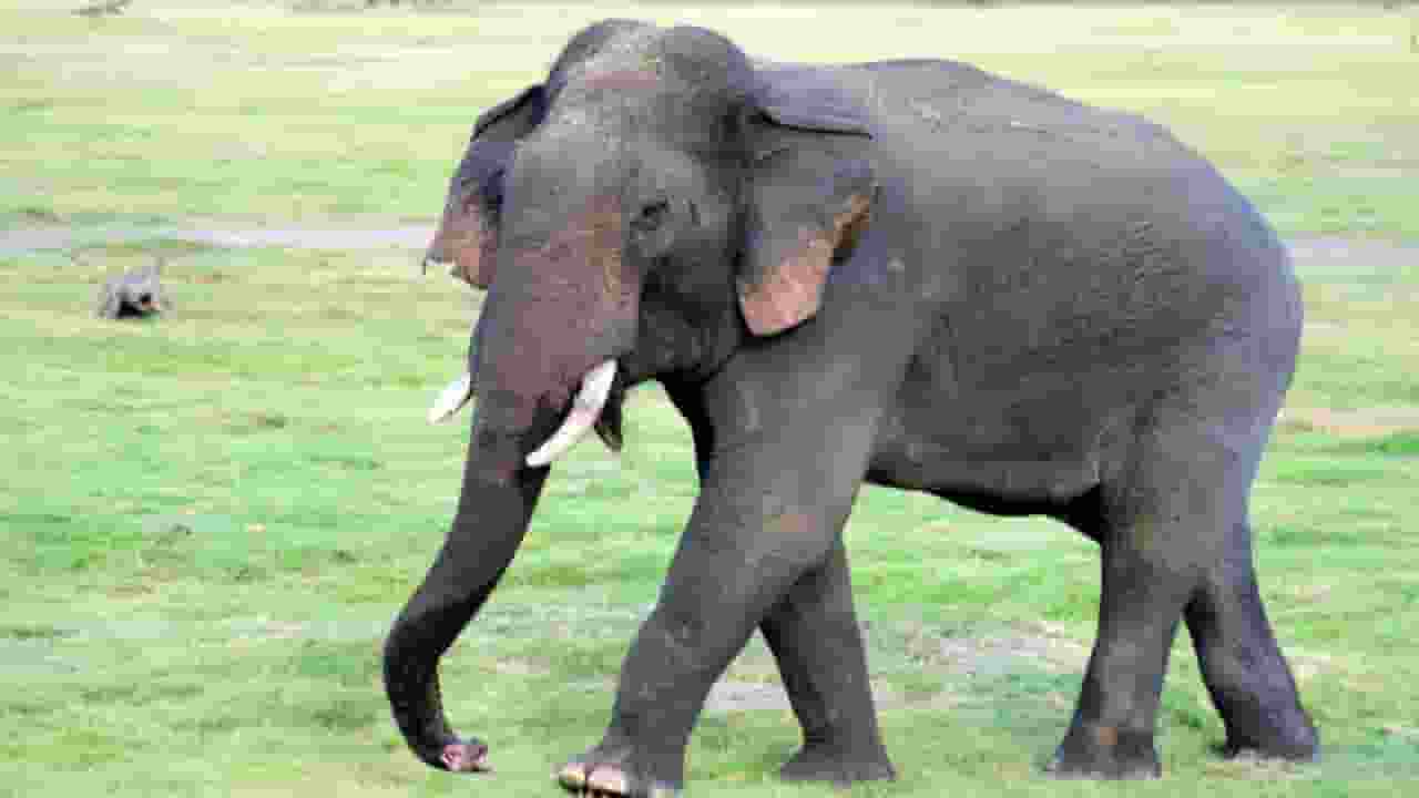 angry elephant