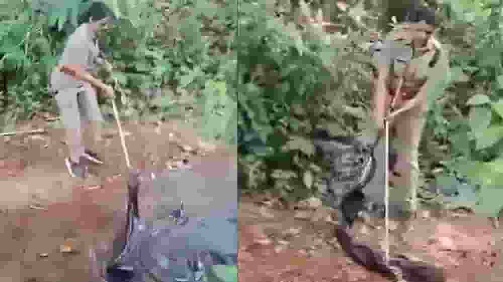 Female officer rescues king cobra.