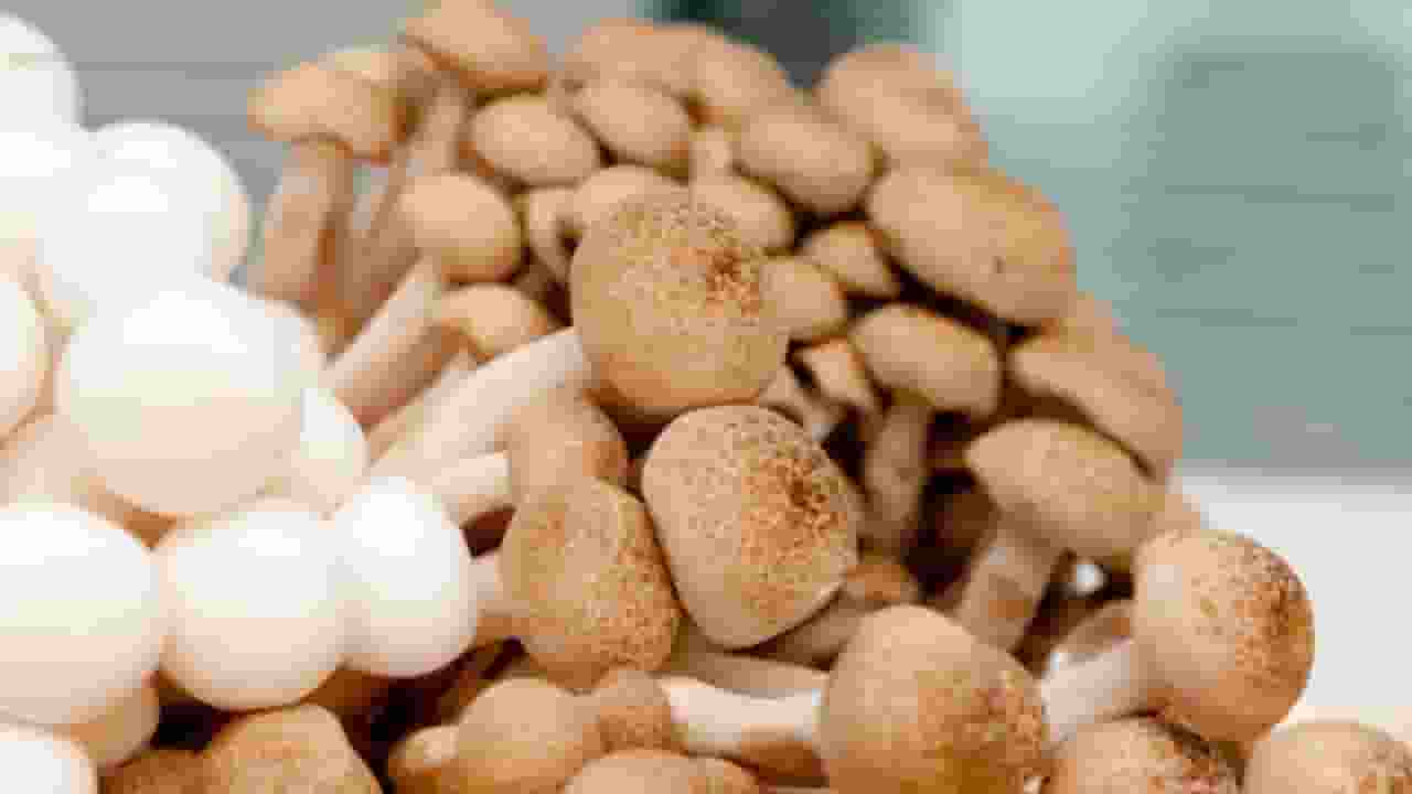 bangla Mushroom