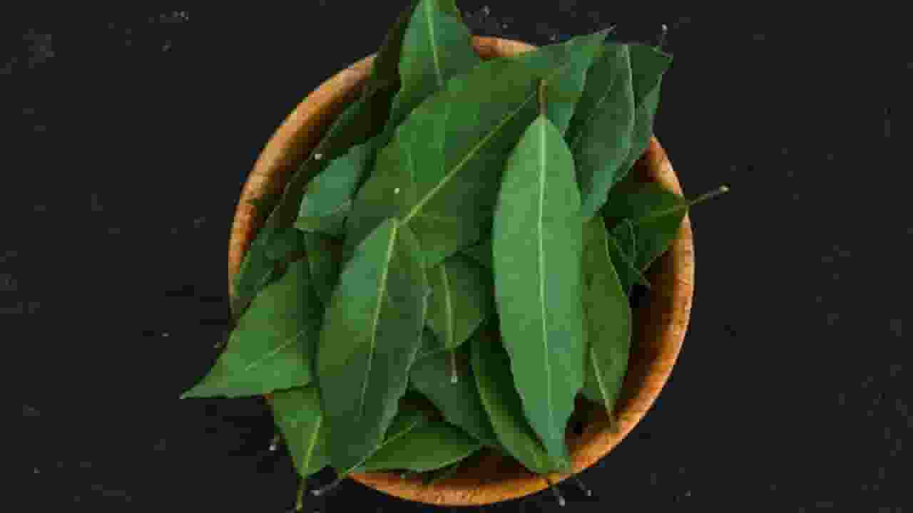  chewing neem leaves