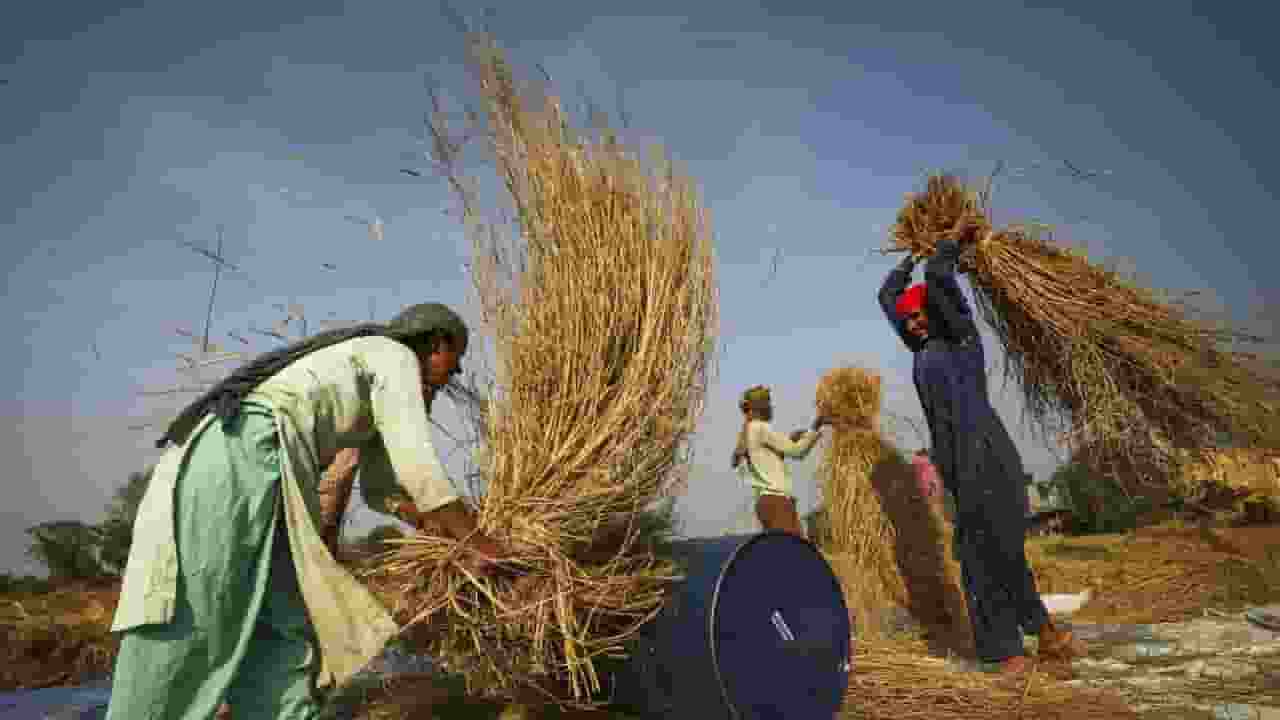 Paddy Cultivation 