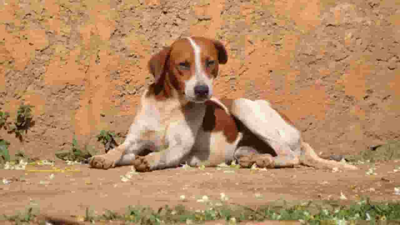 stray dog