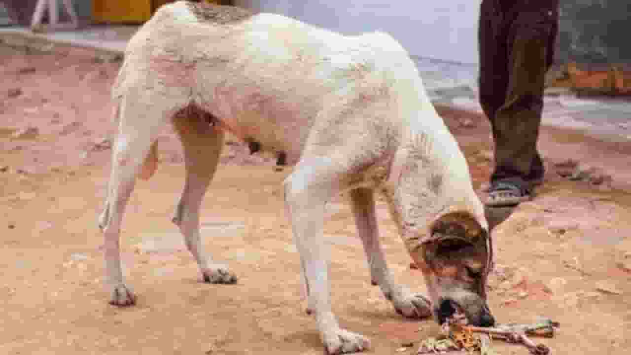 stray dog