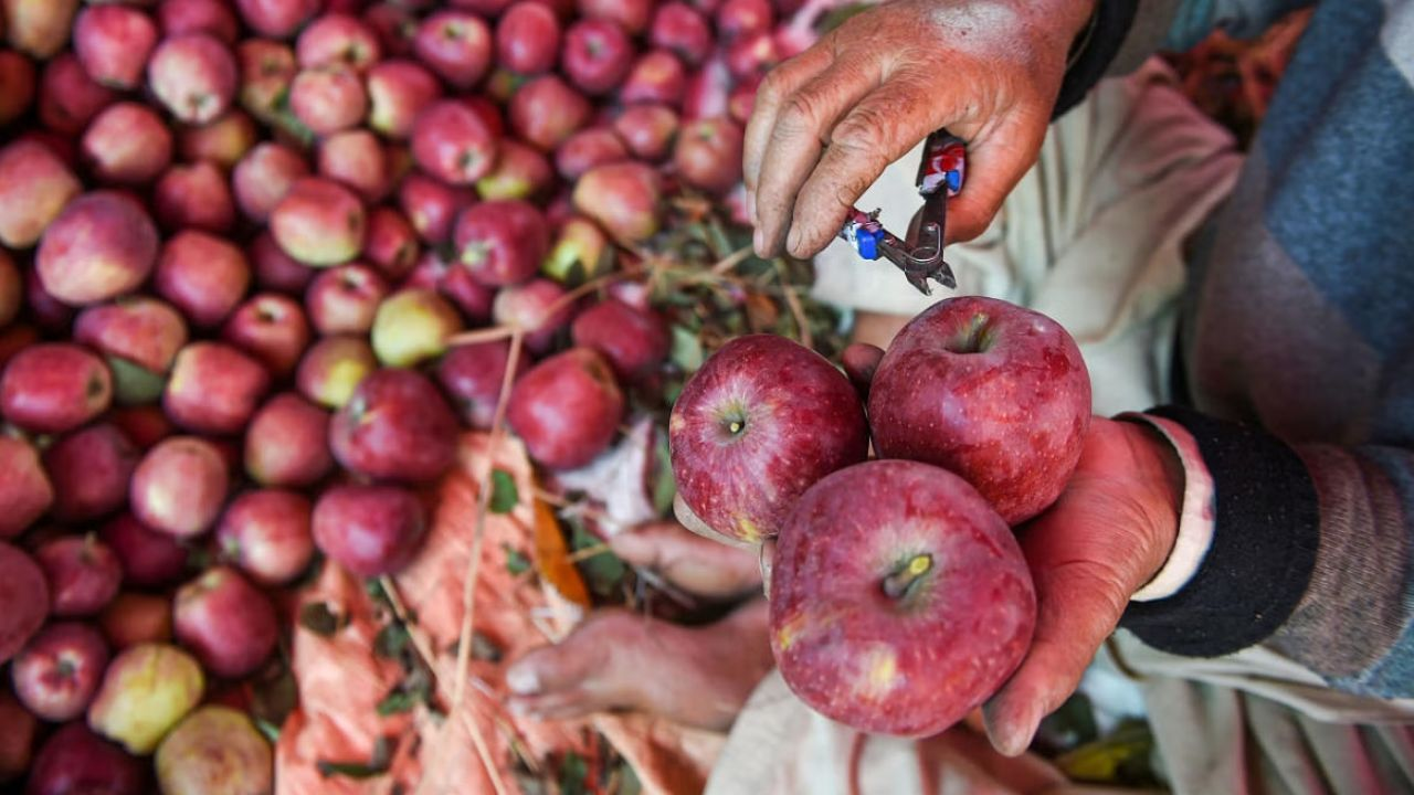 कश्मीर में बंपर पैदावार, फिर तुर्किए से सेब क्यों खरीदता है भारत? turkey apple
