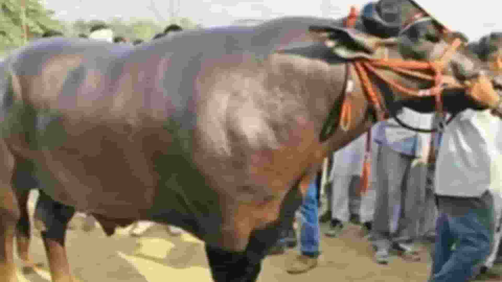 auther news Buffalo 'Yuvraj'